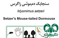 گونه سنجابک دم‌ موشی ایرانی Setzers Mouse-tailed Dormouse